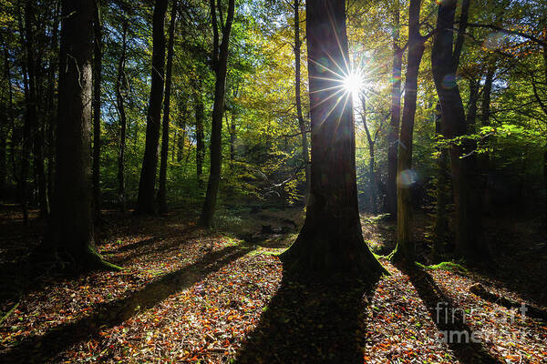 Forest Poster featuring the photograph October Morning #2 by Eva Lechner