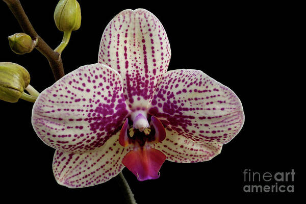 Orchid Poster featuring the photograph Pensive #1 by Doug Norkum