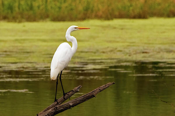 Bird Poster featuring the photograph Perched Great Egret #1 by Ira Marcus