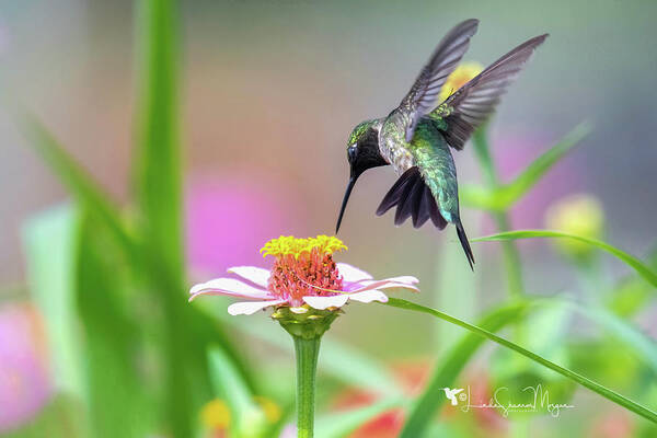 Nature Poster featuring the photograph Ruby throated hummingbird #1 by Linda Shannon Morgan