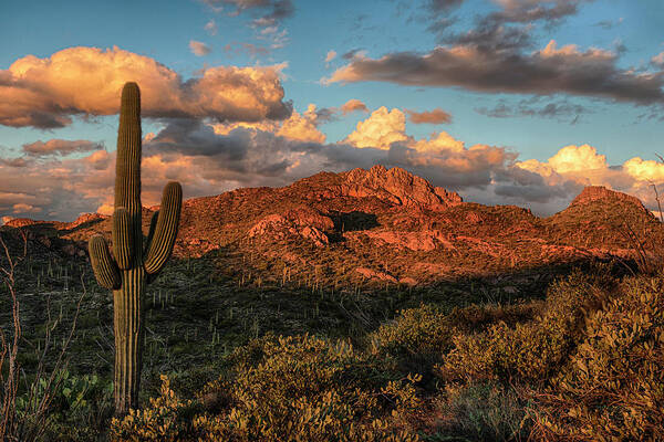 Arizona Landscape Poster featuring the photograph Saguaro Cactus and Mountain Ridges at Sunset #1 by Dave Dilli