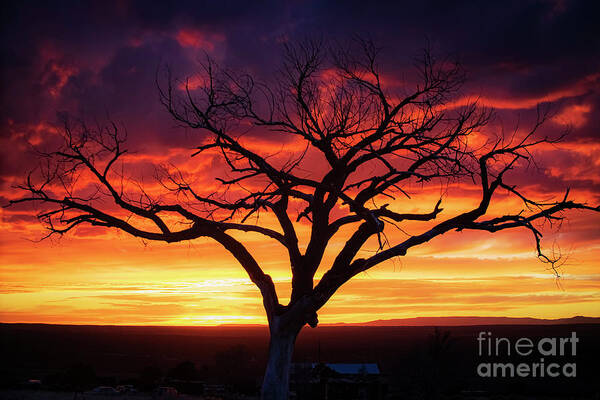 Taos Poster featuring the photograph Taos Welcome Tree by Elijah Rael