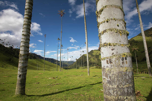 Valle Del Cocora Poster featuring the photograph Valle Del Cocora Salento Quindio Colombia #1 by Tristan Quevilly