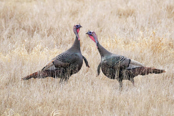 Wild Turkeys Poster featuring the photograph Wild Turkey #1 by Brook Burling