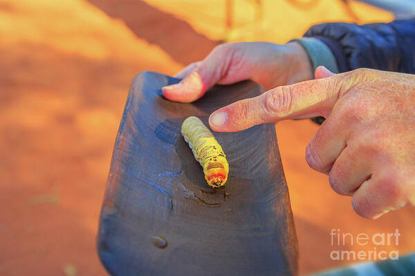 Grub Poster featuring the photograph Witchetty grubs larvae #1 by Benny Marty