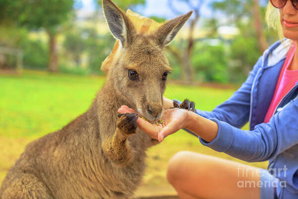 Kangaroos Poster featuring the photograph Woman with kangaroo #1 by Benny Marty
