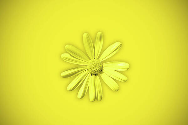 Yellow Poster featuring the photograph Yellow daisy flower #1 by Fabiano Di Paolo