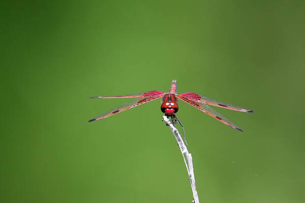 Red Saddlebag Dragonfly Poster featuring the photograph Red Saddlebag Dragonfly #10 by Brook Burling