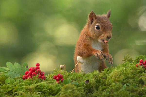 Red Squirrel Poster featuring the photograph Red Squirrel #12 by Gavin MacRae