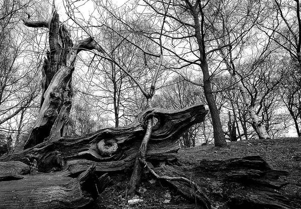 Trees Poster featuring the photograph Generations by Remigiusz MARCZAK