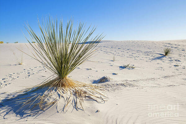 Chihuahuan Desert Poster featuring the photograph White Sands Gypsum Dunes #12 by Raul Rodriguez