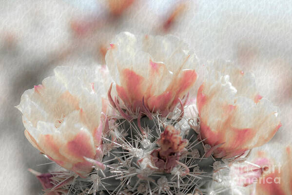 Cactus Poster featuring the photograph 1622 Watercolor Cactus Blossom by Kenneth Johnson