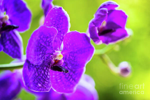 Background Poster featuring the photograph Purple Orchid Flowers #18 by Raul Rodriguez