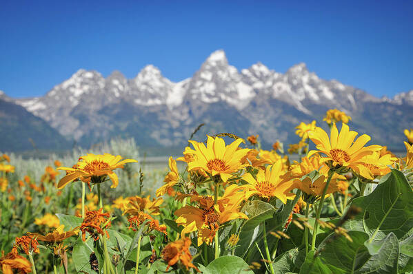 Park Poster featuring the photograph Balsam Root and Tetons #2 by Ed Stokes