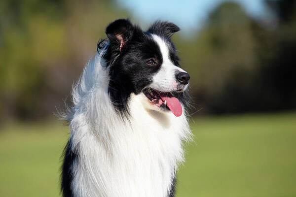 Border Collie Poster featuring the photograph Border Collie Portrait #1 by Diana Andersen