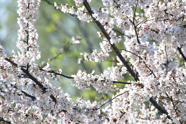 Flowers Poster featuring the photograph Cherry Blossoms #2 by Trina Ansel