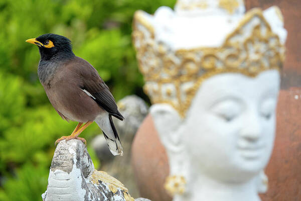 Bird Poster featuring the photograph Common myna #2 by Fabrizio Troiani