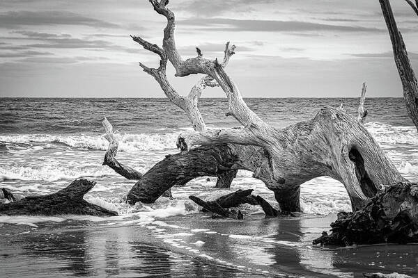 Driftwood Poster featuring the photograph Driftwood Beach #3 by Randy Bayne