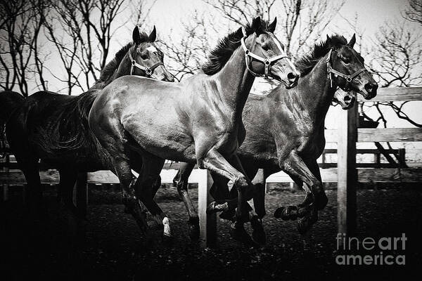 Horse Poster featuring the photograph Galloping horses Black and White by Dimitar Hristov