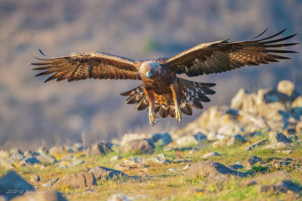 Accipitridae Poster featuring the photograph Golden eagle - Aquila chrysaetos #2 by Jivko Nakev