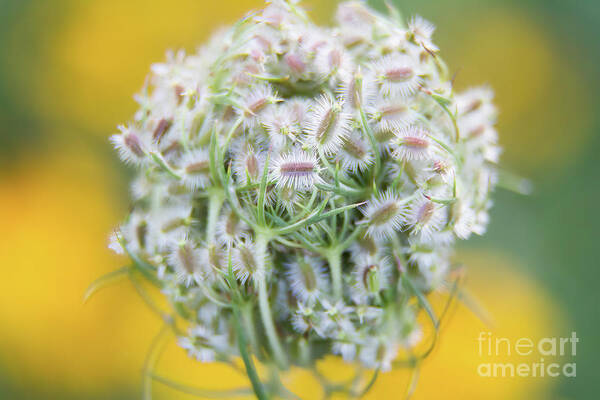 Queen Annes Lace Poster featuring the photograph Queen Anne's Lace #2 by Chris Scroggins
