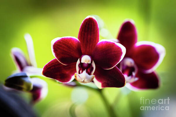 Background Poster featuring the photograph Red Orchid Flower #2 by Raul Rodriguez