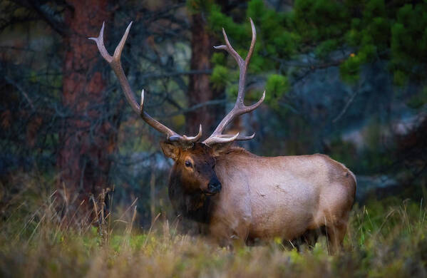 Elk Poster featuring the photograph Rocky Mountain Elk #2 by Darren White