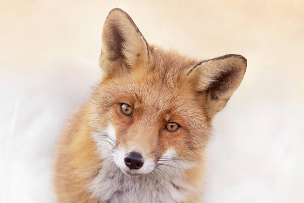 Fox Poster featuring the photograph That Foxy Face #2 by Roeselien Raimond