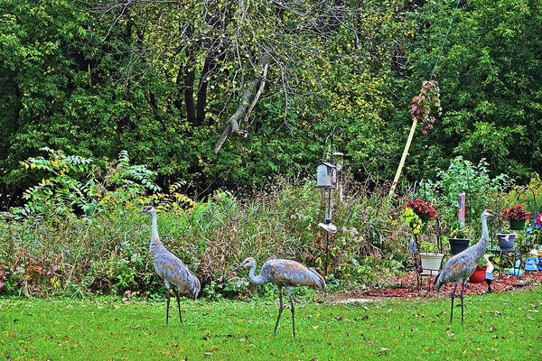 Sandhill Cranes Poster featuring the photograph 2021 Fall Sandhill Cranes 3 by Janis Senungetuk