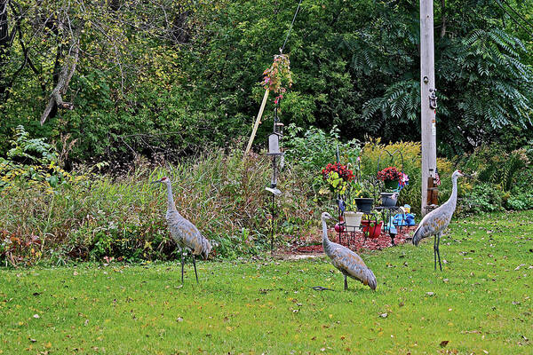 Sandhill Cranes; Birds; Backyard; Poster featuring the photograph 2021 Fall Sandhill Cranes 6 by Janis Senungetuk