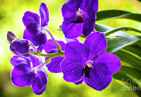 Background Poster featuring the photograph Purple Orchid Flowers #23 by Raul Rodriguez