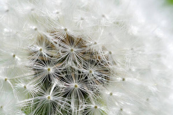 Flowers Poster featuring the photograph Dandelion, Cowichan Valley, Vancouver Island, British Columbia #3 by Kevin Oke