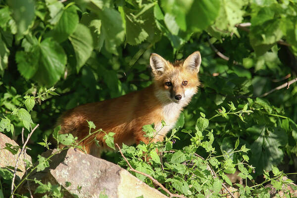 Redfox Poster featuring the photograph Fox Kit #3 by Brook Burling