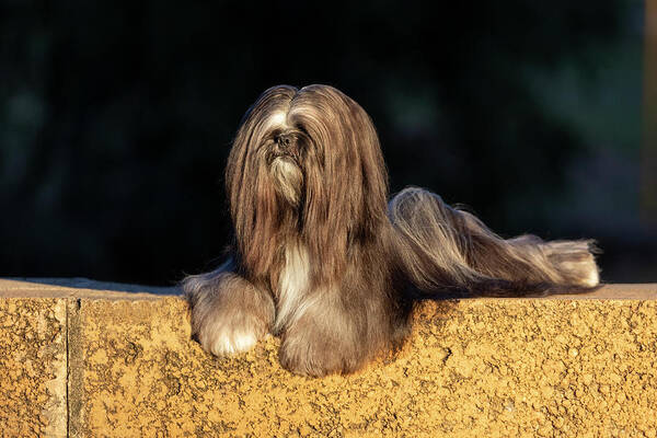 Lhasa Apso Poster featuring the photograph Lhasa Apso #4 by Diana Andersen