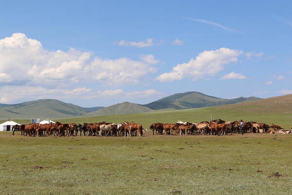 Nature In Mongolia Poster featuring the photograph Nature in Mongolia #3 by Otgon-Ulzii