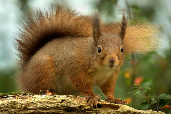 Red Squirrel Poster featuring the photograph Red Squirrel #3 by Gavin MacRae