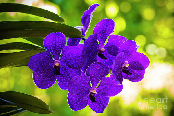 Background Poster featuring the photograph Purple Orchid Flowers #32 by Raul Rodriguez