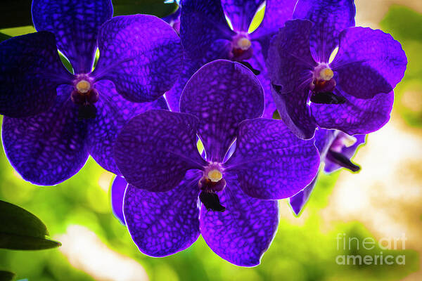 Background Poster featuring the photograph Purple Orchid Flowers #34 by Raul Rodriguez