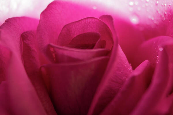 Beauty Poster featuring the photograph Magenta Rose Macro #4 by K Bradley Washburn