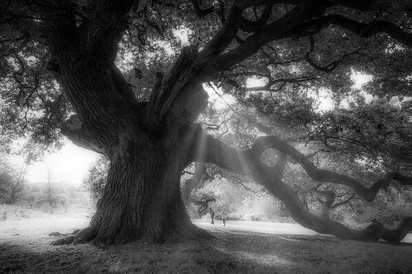 Trees Poster featuring the photograph Old oak #4 by Remigiusz MARCZAK