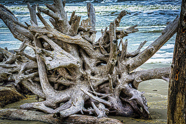Driftwood Poster featuring the photograph Driftwood Beach #6 by Randy Bayne