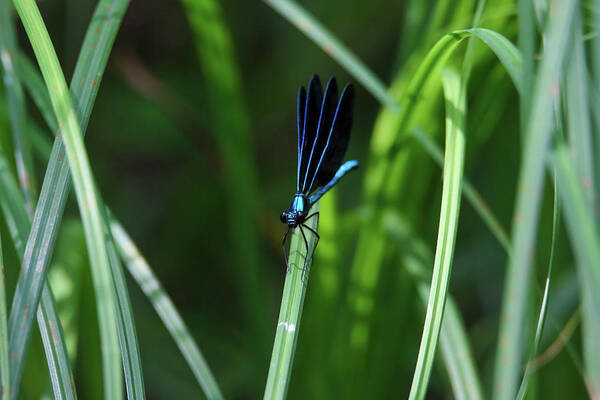 Dragonfly Poster featuring the photograph Ebony Jewelwing Damselfly #5 by Brook Burling