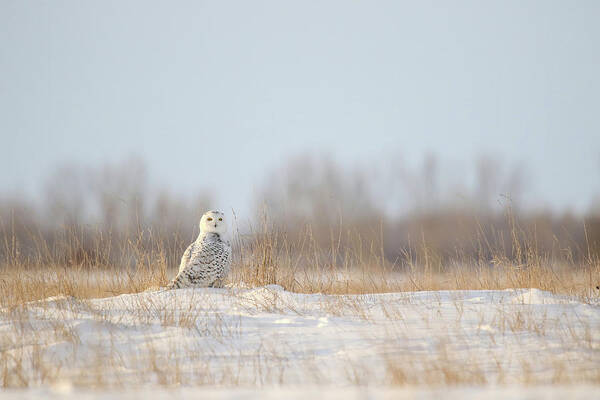 Snowy Owl Poster featuring the photograph Snowy Owl #5 by Brook Burling