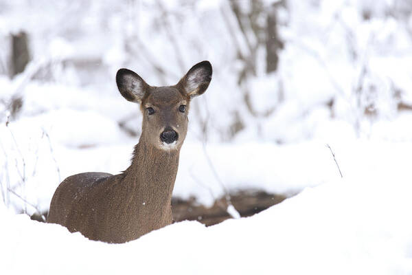 Whitetail Deer Poster featuring the photograph Whitetail Deer #52 by Brook Burling