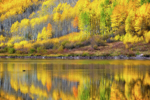 Co Poster featuring the photograph Fall colors, Colorado #5 by Doug Wittrock