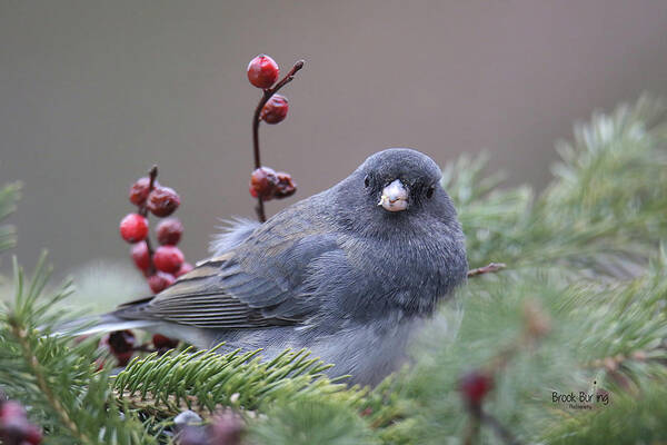 Bird Poster featuring the photograph Dark Eyed Junco #6 by Brook Burling