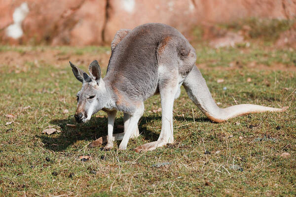 The red kangaroo - Macropus rufus Yoga Mat