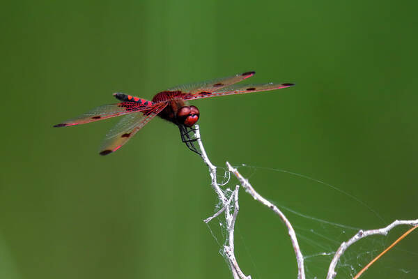 Red Saddlebag Dragonfly Poster featuring the photograph Red Saddlebag Dragonfly #6 by Brook Burling