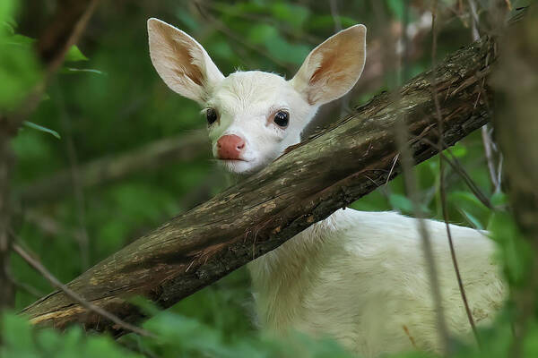 Whitetail Fawn Poster featuring the photograph Whitetail Fawn #6 by Brook Burling