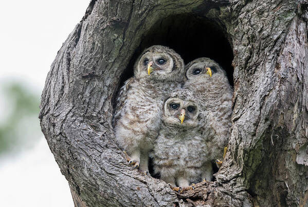 Baby Barred Owls Poster featuring the photograph Waiting for My Papa and Mama by Puttaswamy Ravishankar